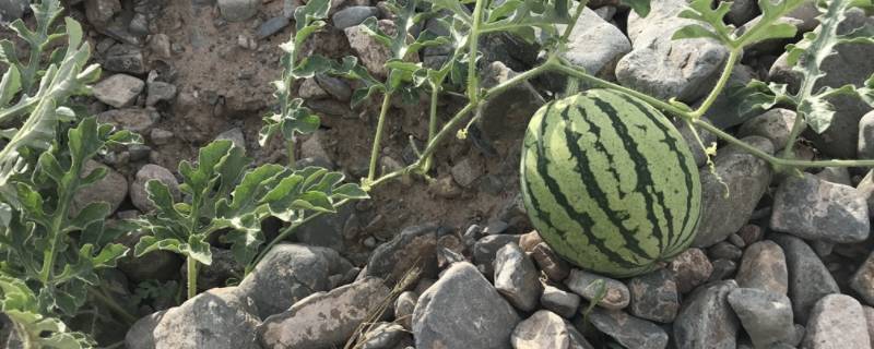 石头西瓜是哪里生产的 什么叫石头西瓜