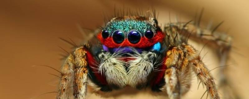 一毫米小蜘蛛吃什么 一毫米的小蜘蛛吃什么