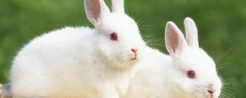 兔子可以吃吗（兔子可以吃米饭吗）