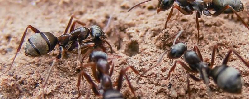蚂蚁怎么处理死去的同伴 蚂蚁把死去的同伴拖去干嘛?
