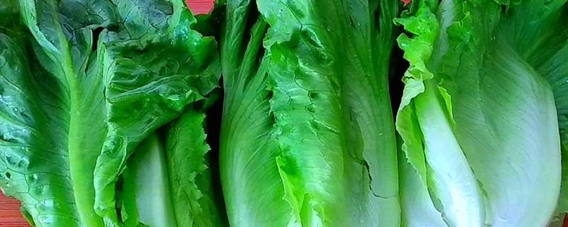 生菜可以放冰箱吗 生菜可以直接放冰箱吗