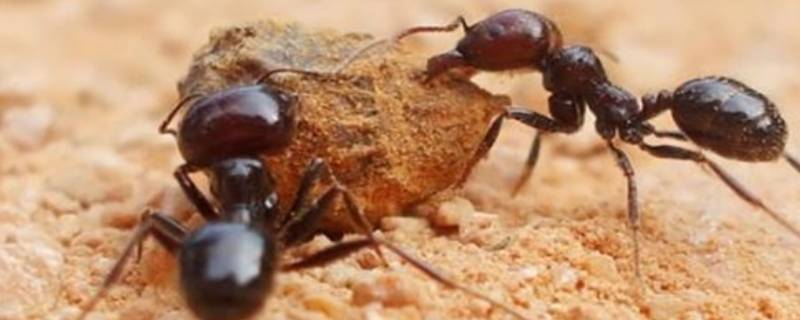 蚂蚁的触角像什么（蚂蚁的触角像什么接收大自然的信息）