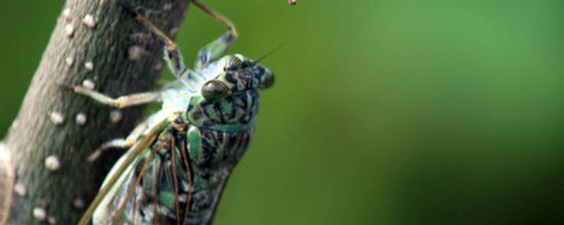 昆虫记中蝉的特点 昆虫记中蝉的特点概括50字