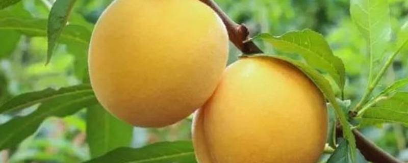 大量的黄桃怎样保存 大黄桃怎么保存