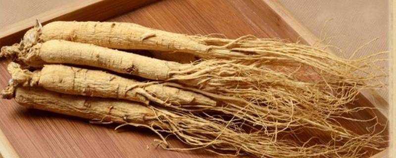 属于五加科的参有哪些 属于五加科的都有什么参