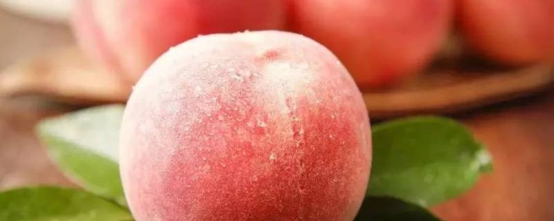水蜜桃为什么不能放冰箱 为什么水蜜桃不适合放冰箱