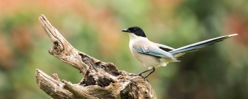 什么是毛虫的天敌（昆虫记中什么是毛虫的天敌）