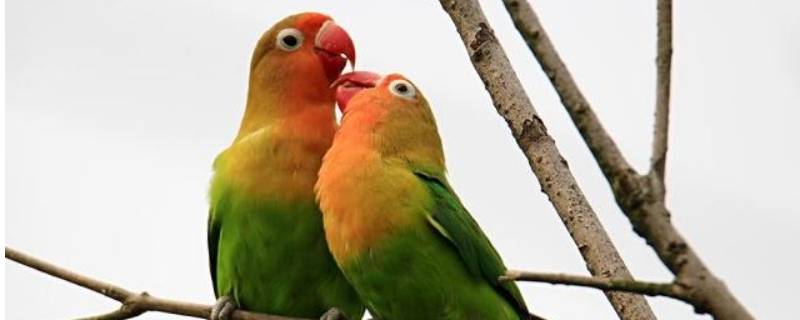 鹦鹉互相咬嘴是什么意思 鹦鹉嘴对嘴咬是什么意思