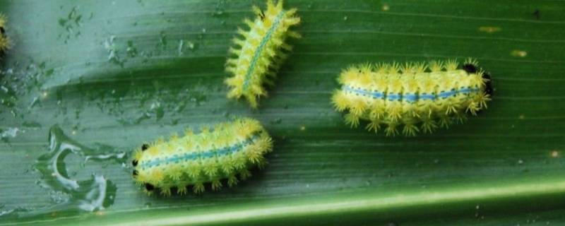 酸枣树上的虫子叫什么名字 一种枣树上的虫子叫什么