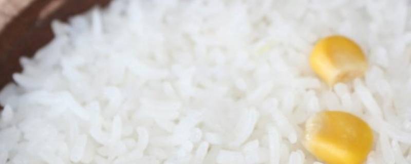做米饭米和水的比例是多少（做米饭米和水的比例是多少方法）