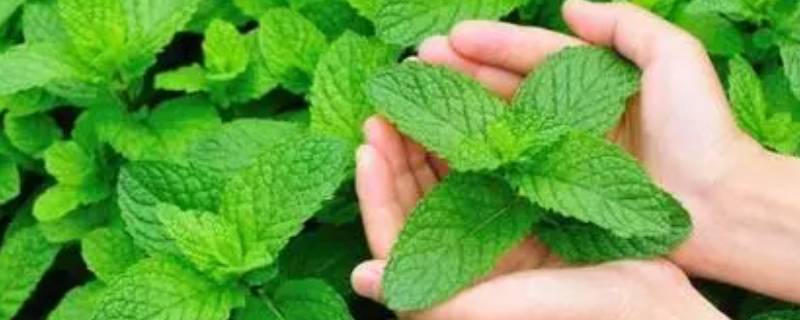 薄荷成分 薄荷成分对孕妇有没有影响
