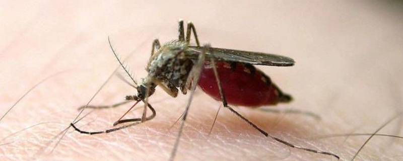 为什么蚊子咬人 为什么蚊子咬人的时候人没有感觉