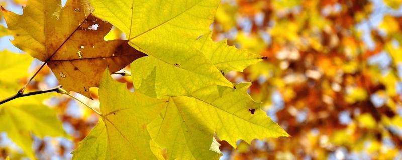 立秋后白天时间变短吗（立秋以后天短了吗）