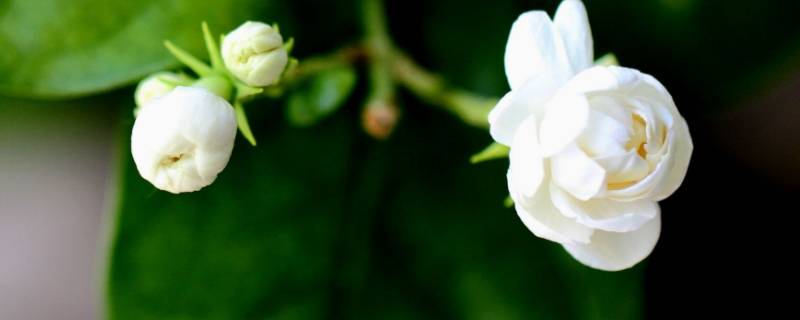 茉莉花香对人体有什么影响（茉莉花香对人体有什么好处）