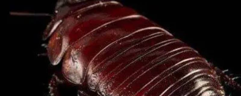 高层新房怎么会有蟑螂（新楼房会有蟑螂吗）