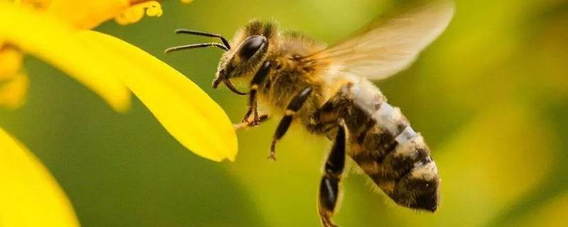 蜂子种类（蜂子种类及蜂巢）
