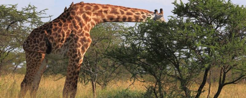 为什么长颈鹿的脖子那么长（为什么长颈鹿的脖子那么长十万个为什么）
