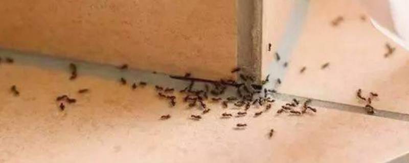 厨房为什么有蚂蚁 家里厨房为什么有蚂蚁