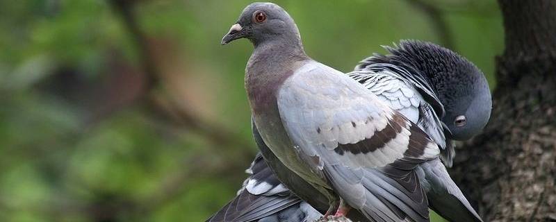 野生鸽子可以吃吗（吃野生鸽子有啥害处）