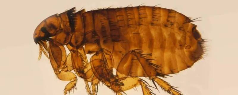 跳蚤的克星是什么 跳蚤的克星是谁