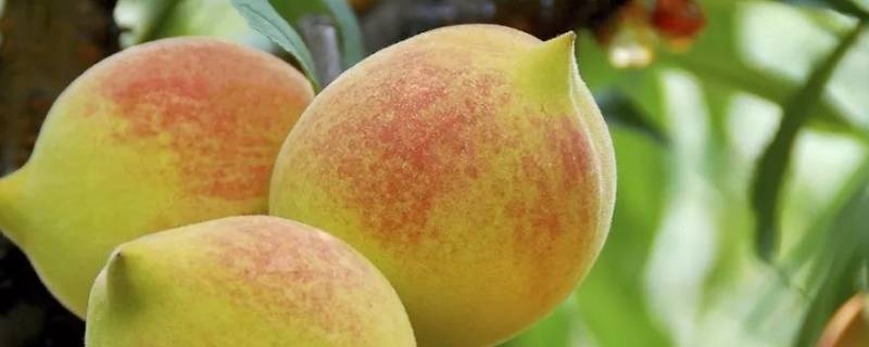 鹰嘴桃和一般桃有什么区别 鹰嘴桃和毛桃的区别