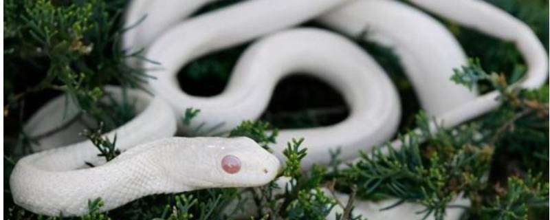 白色蛇是什么蛇（白色的蛇白色的）