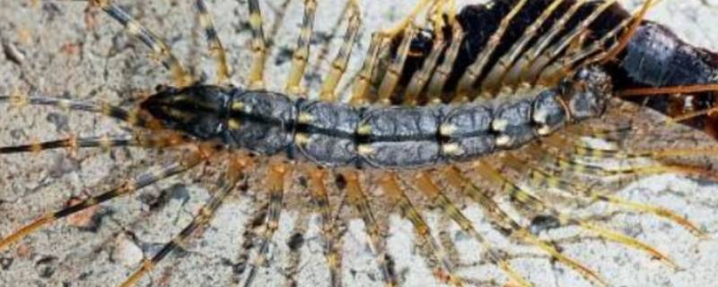 像蜈蚣一样的虫子叫什么很细很长 像蜈蚣一样的虫子叫什么很细很长咬人不