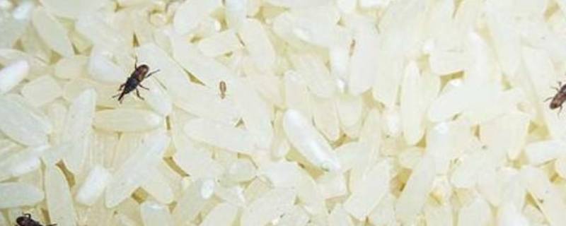 米里面的小白虫怎么处理 米里面长白虫了怎么处理