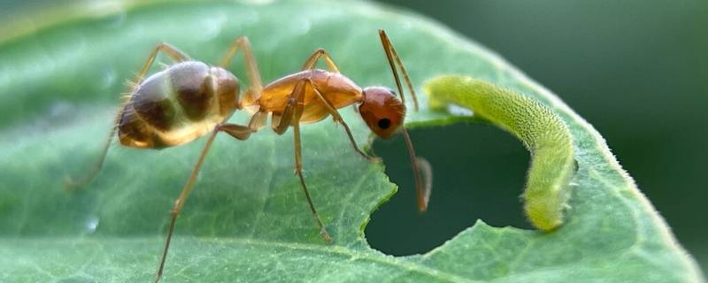 蚂蚁寿命 蚂蚁寿命最长多少年