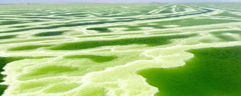 察尔汗盐湖为什么是绿色的（察尔汗盐湖为啥是绿色的）