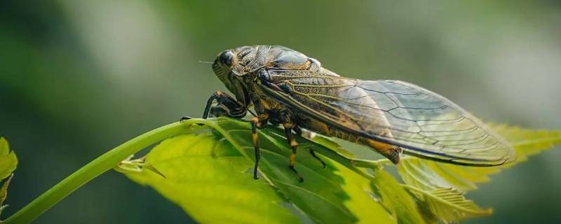 知了为什么夏天才出来呢 知了为什么在夏天出来