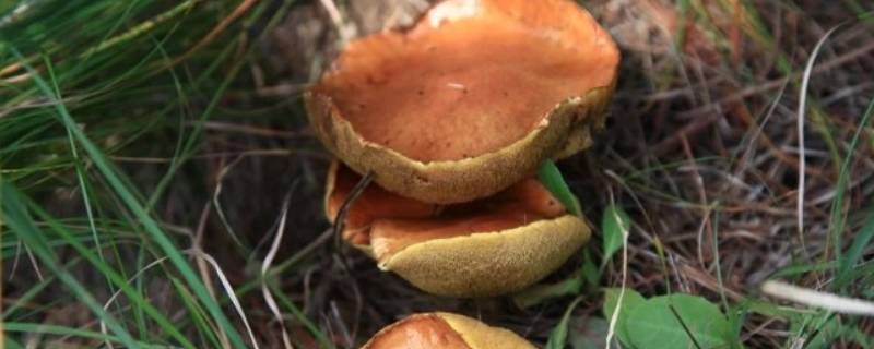 松树下面的蘑菇叫什么能吃吗 松树下面的蘑菇叫什么