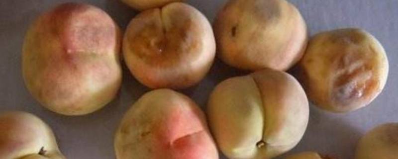 桃子腐烂代表什么 桃子在树上腐烂是什么原因