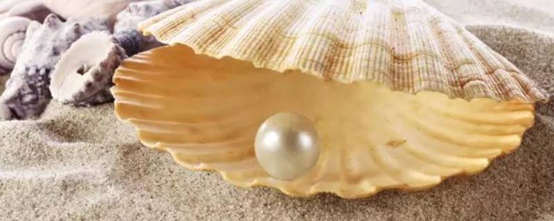 产珍珠的贝类叫什么 珍珠是哪种贝类