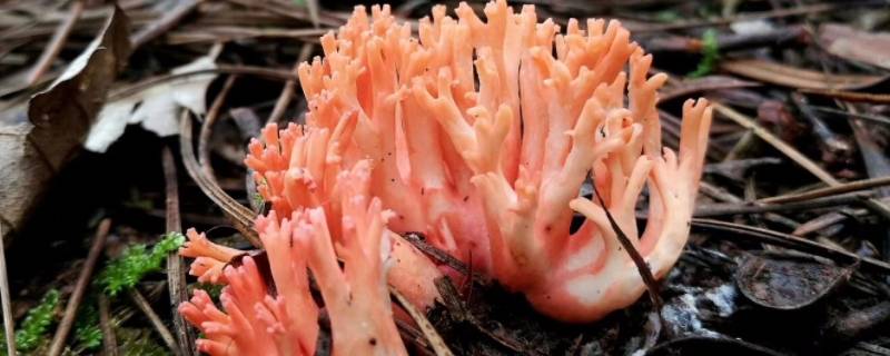像珊瑚一样的菌菇是什么（像珊瑚一样的菌菇是什么特别硬）