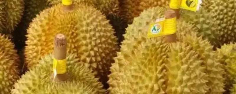 榴莲长在哪里 榴莲长在哪里树上还是地上