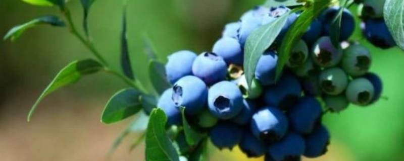 蓝莓是紫色的为什么叫蓝莓 蓝莓是蓝色还是紫色