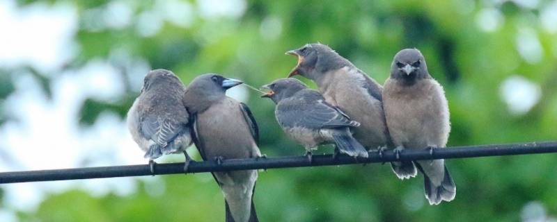 灰燕鵙是国家保护动物吗（灰燕鵙是几级保护动物）