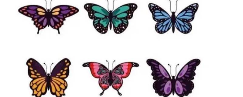 蝴蝶的外形特点简写 蝴蝶的外形特点简写10字