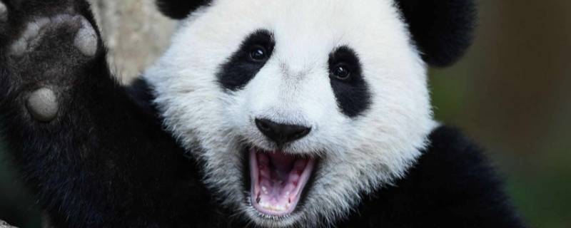 大熊猫玩什么 大熊猫玩什么游戏