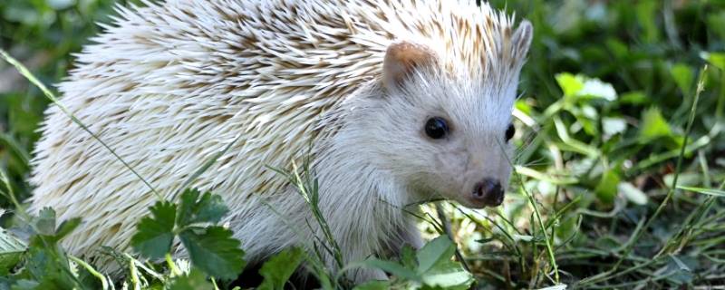刺猬的天敌（刺猬的天敌有哪些）