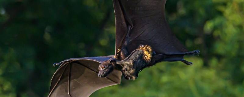 蝙蝠几天不吃会饿死 蝙蝠多少天不吃东西会死
