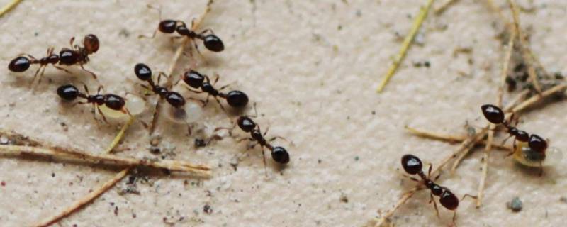 六楼家里有蚂蚁是什么原因 六楼家里怎么会有蚂蚁