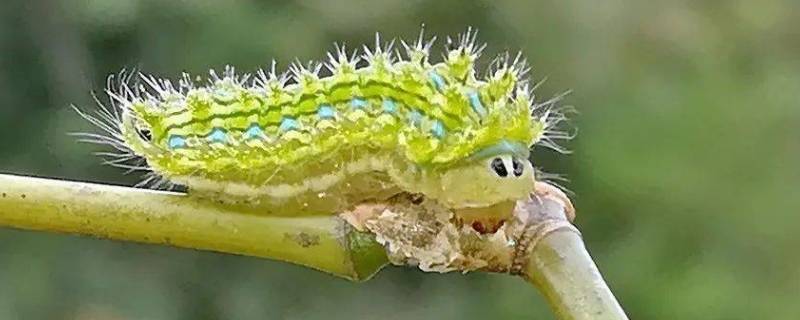 枣树上的绿色虫子叫什么（枣树上的绿色虫子叫什么名字）