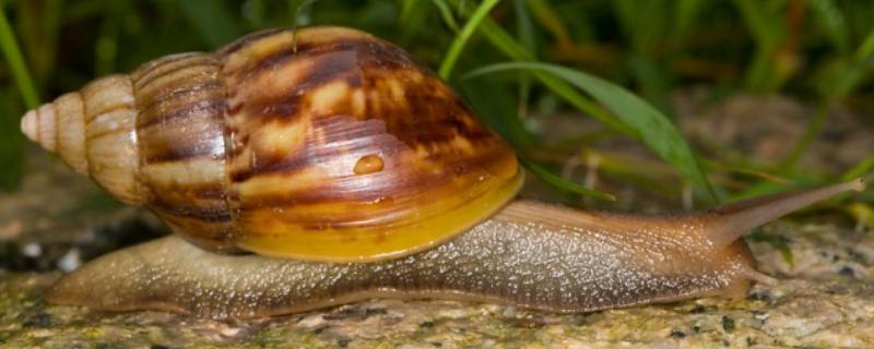 蜗牛是保护动物吗（什么样的蜗牛是国家保护动物）