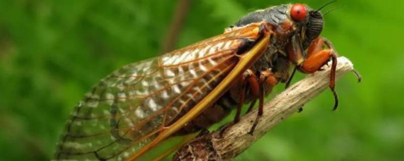 知了成虫的寿命一般有多长（知了从幼虫到成虫需要多长时间）