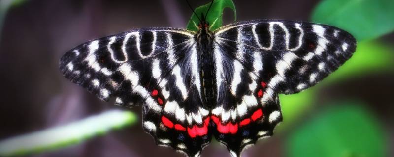 凤尾蝶有什么象征意义 燕尾蝶的寓意