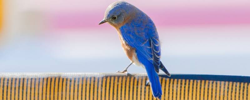 蓝色的鸟有哪些 蓝色的鸟有哪些罕见