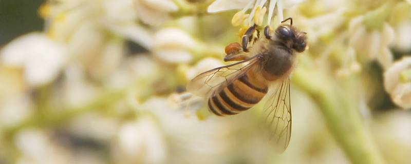 花和蜜蜂的关系（花和蜜蜂的关系证据）
