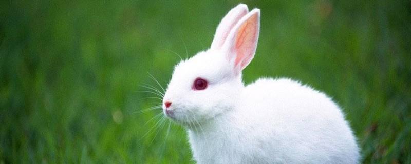 兔子是啮齿动物吗（兔子是啮齿类动物吗）